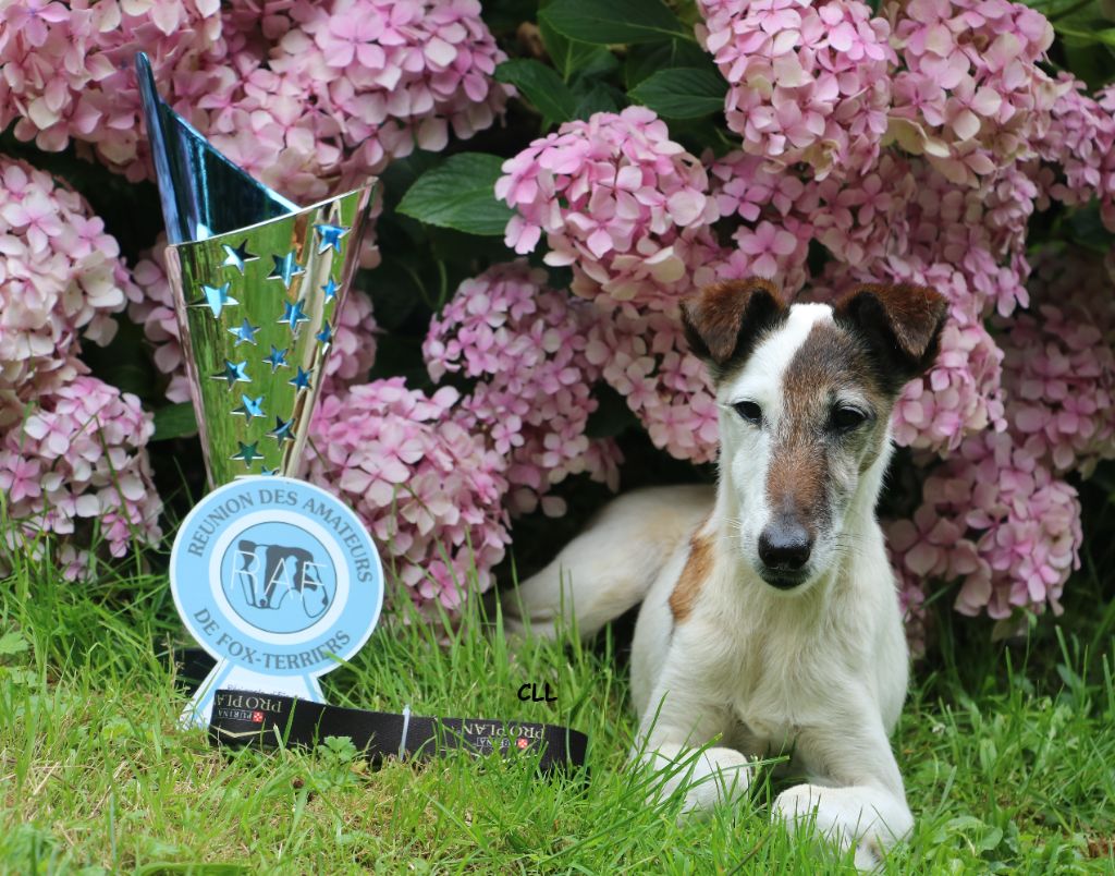 de la Treviniere - REGIONALE FOX TERRIER DE BRETAGNE