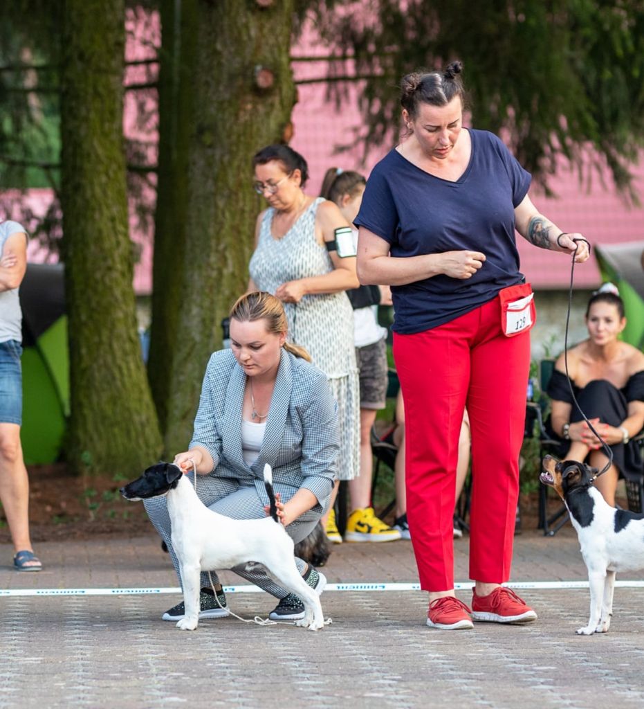 de la Treviniere - fox terrier de la treviniere en expo en pologne