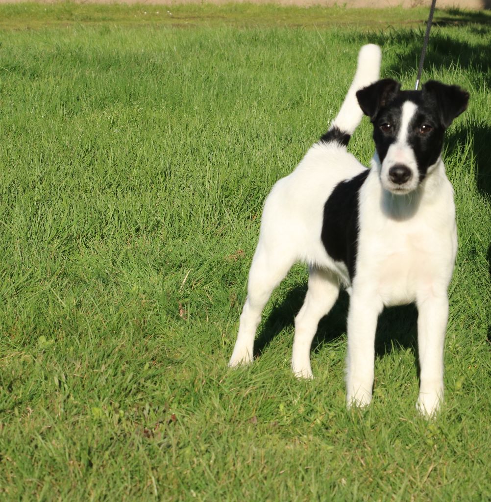 de la Treviniere - speciale fox TERRIER de BRIVE