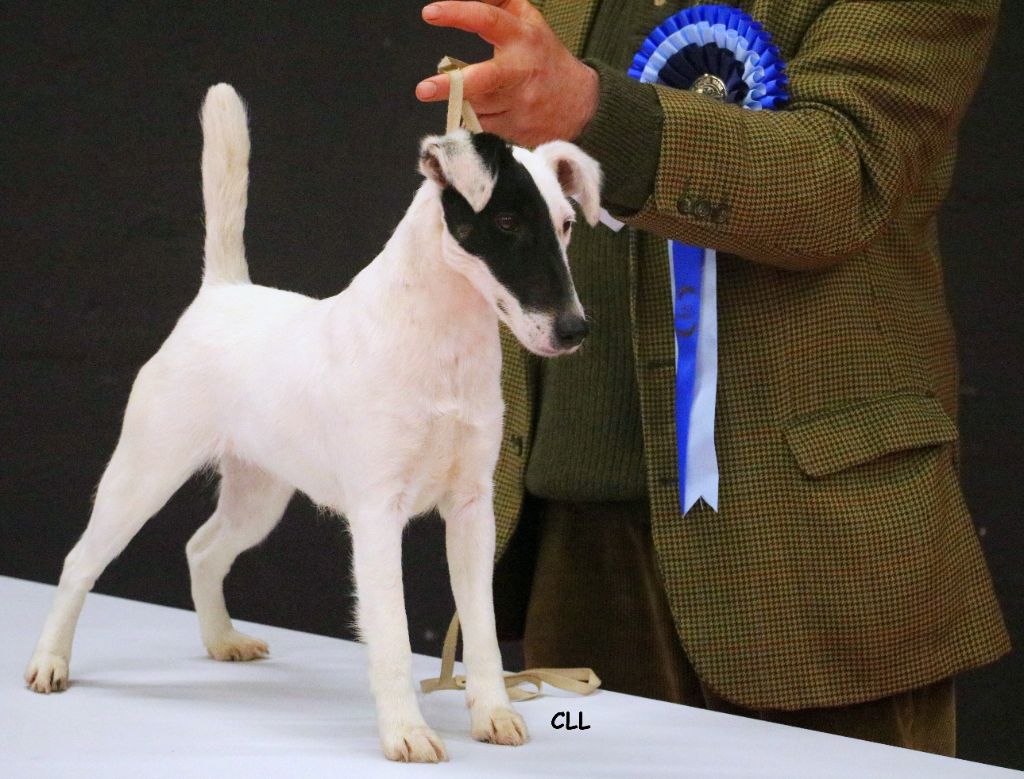 de la Treviniere - Dog show des Cévennes Ales CACS