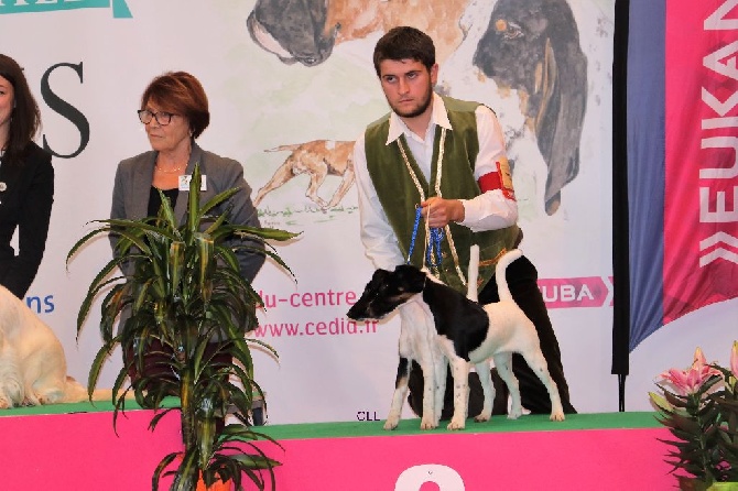 de la Treviniere - Ring d'honneur à l'exposition d'Orléans le 08 octobre