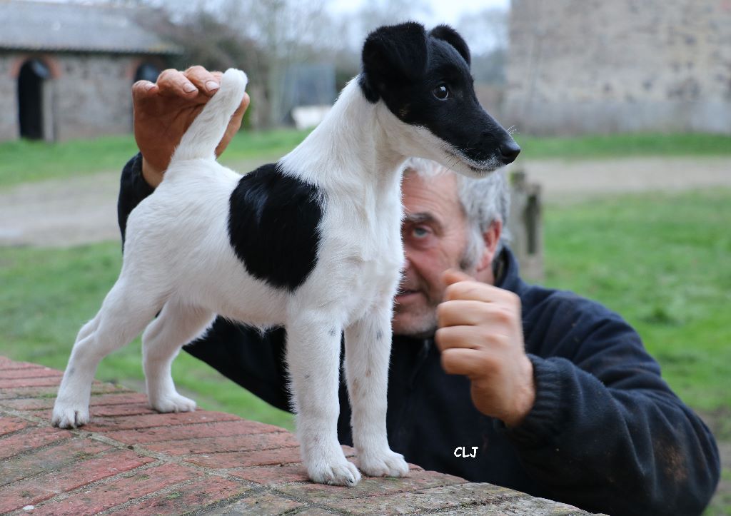 de la Treviniere - chiot de la treviniere