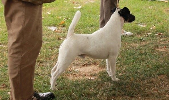 de la Treviniere - speciale fox TERRIER de BRIVE