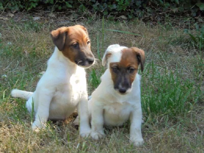 de la Treviniere - Chiots à vendre