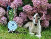  - REGIONALE FOX TERRIER DE BRETAGNE