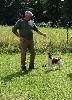  - regionale bretonne fox terrier