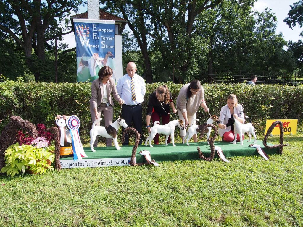 de la Treviniere - European Fox terrier Winner Show 2022