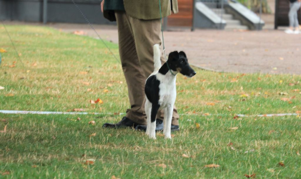 de la Treviniere - speciale fox TERRIER de BRIVE