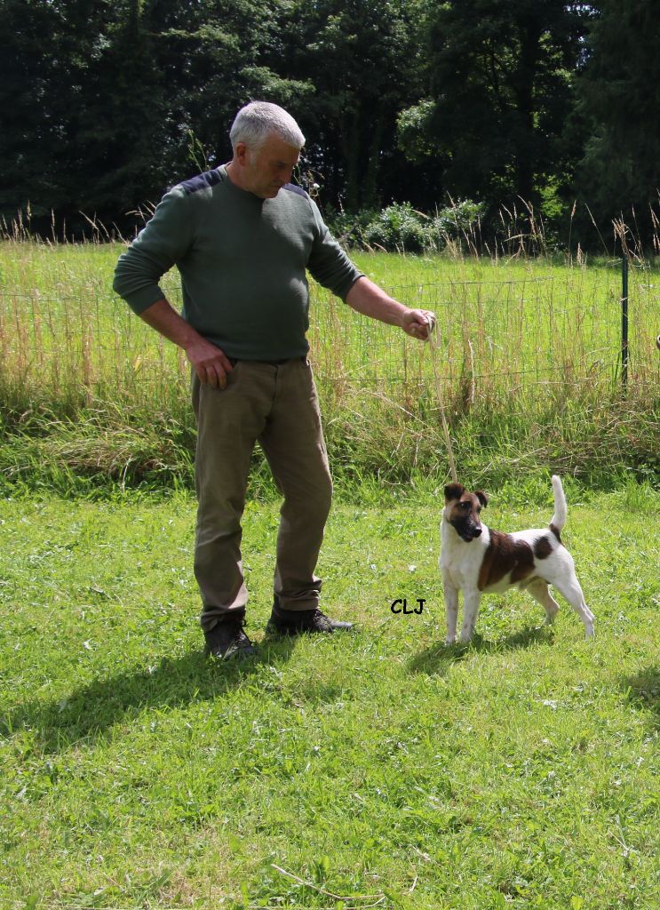 de la Treviniere - regionale bretonne fox terrier