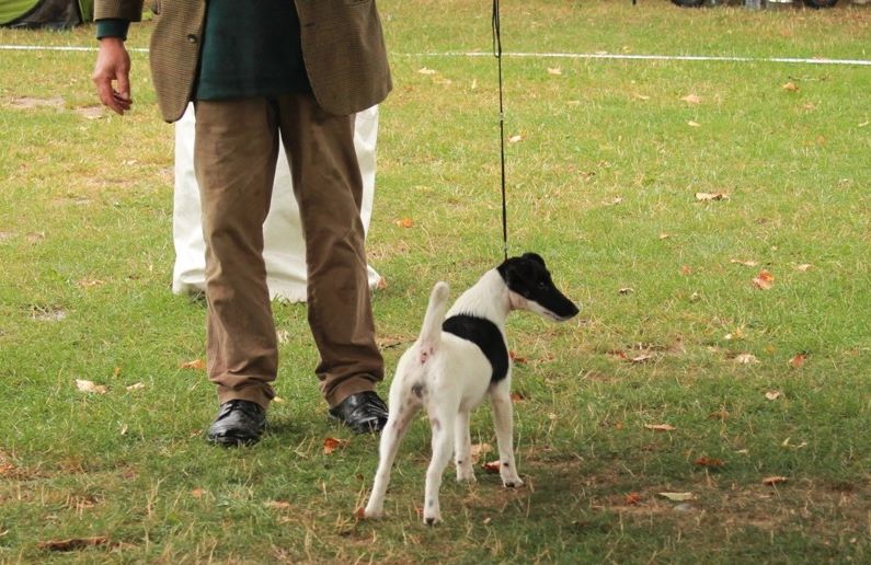 de la Treviniere - speciale fox TERRIER de BRIVE