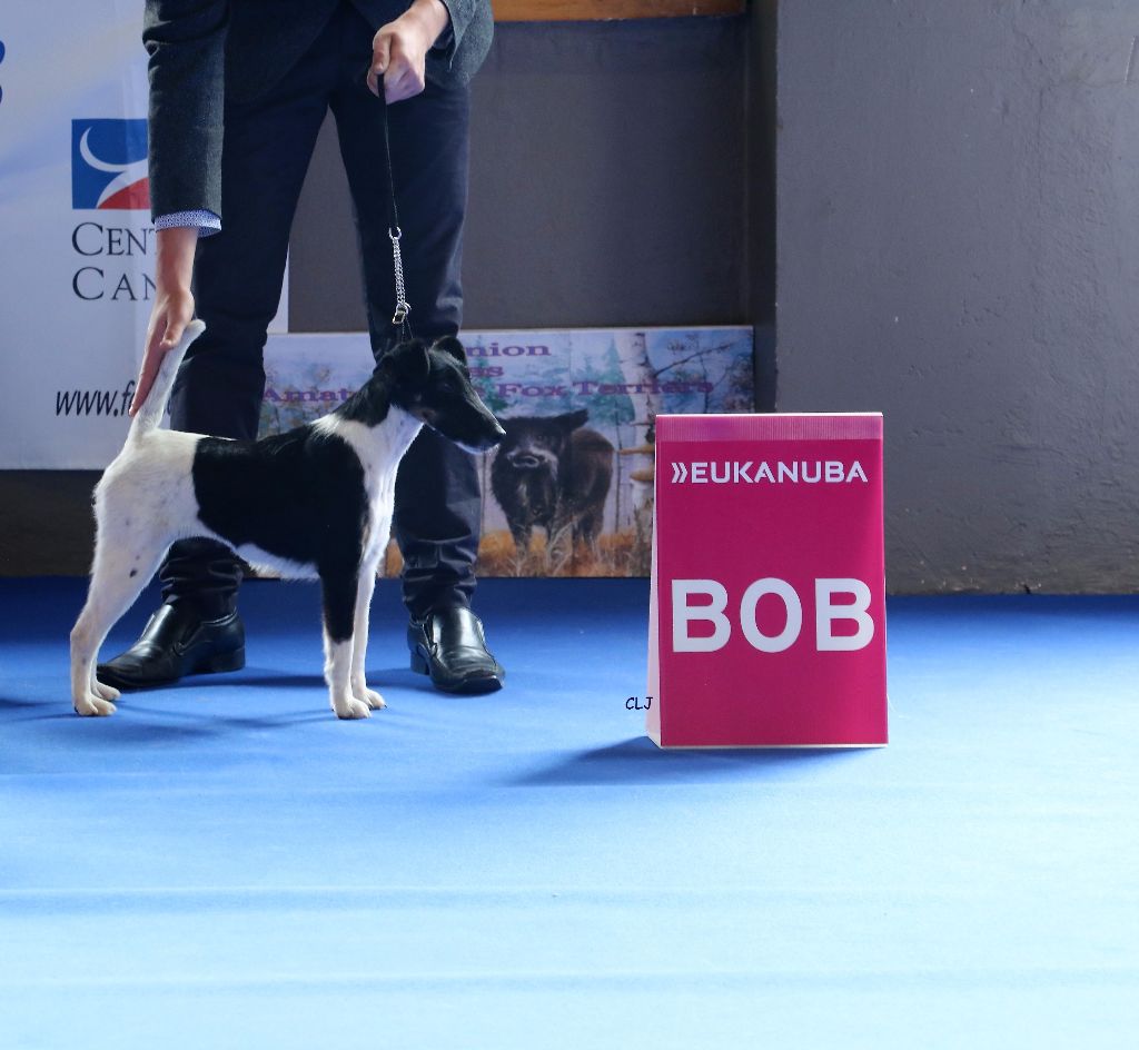 de la Treviniere - La classe cette fox poil lisse au championnat à Nantes