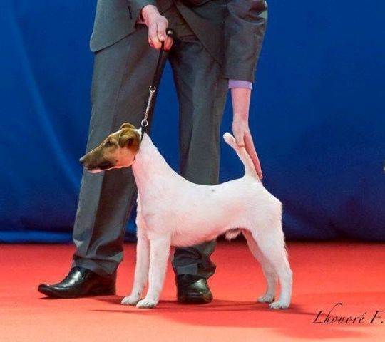 CH. Highlander boy de la Treviniere