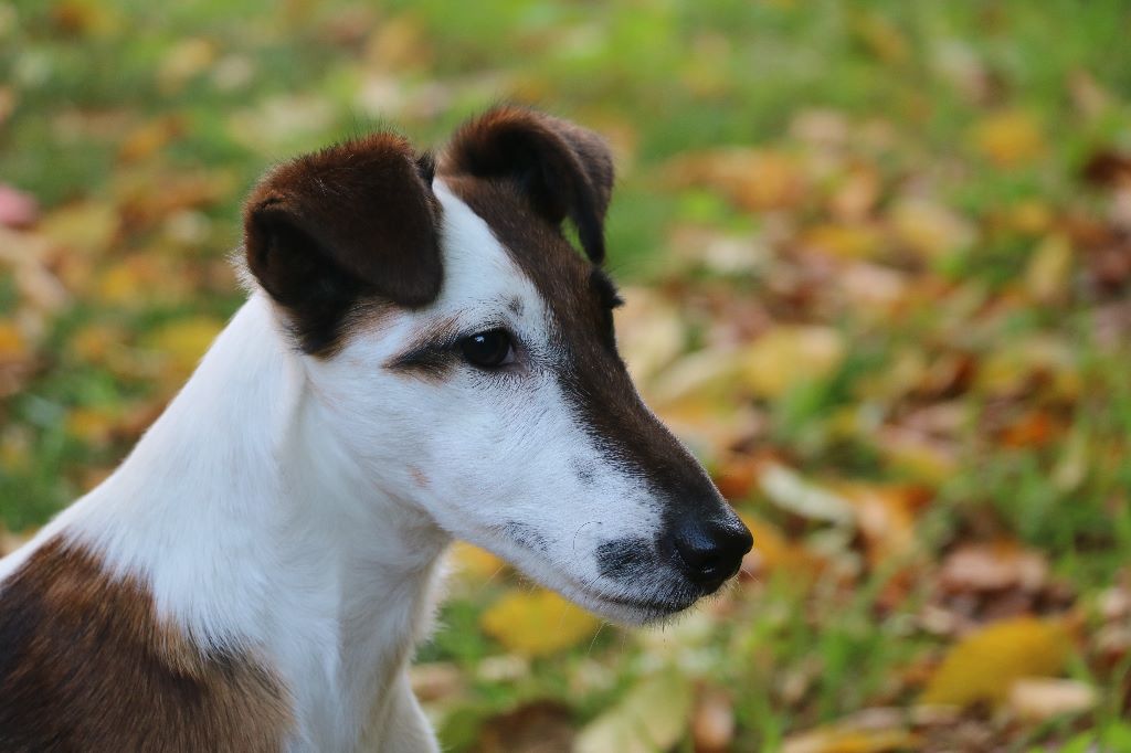 CH. Irma nyce-girl de la Treviniere