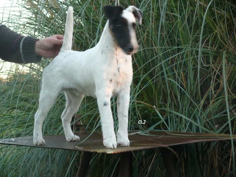 CH. I black jack de la Treviniere