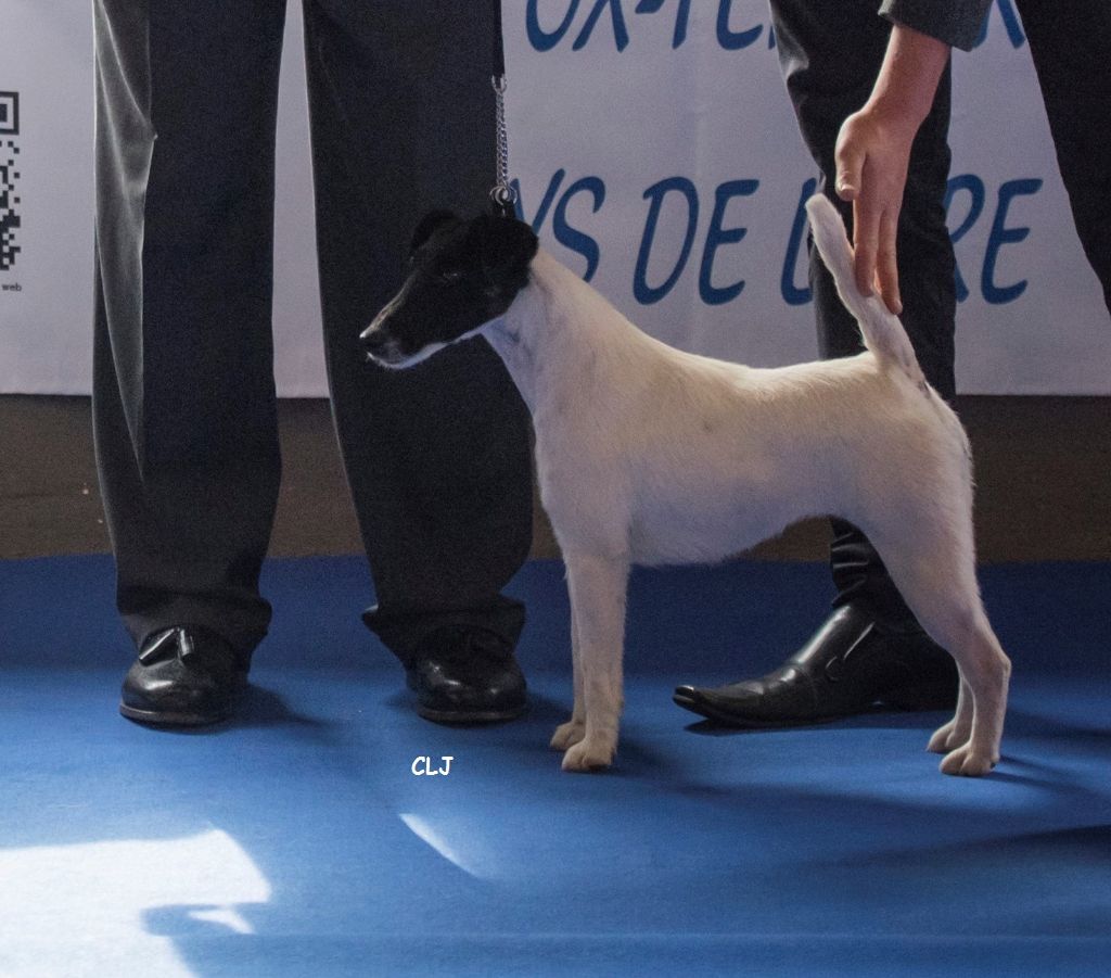J ydylla illussion de la Treviniere
