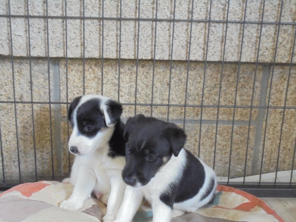 de la Treviniere - joli petit fox a vendre