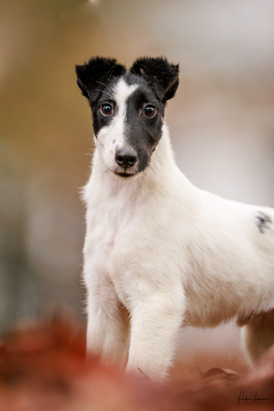 APPOLLON DE LA TREVINIERE