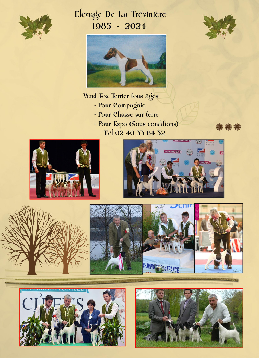 A CEDER FOX TERRIER TOUT AGE