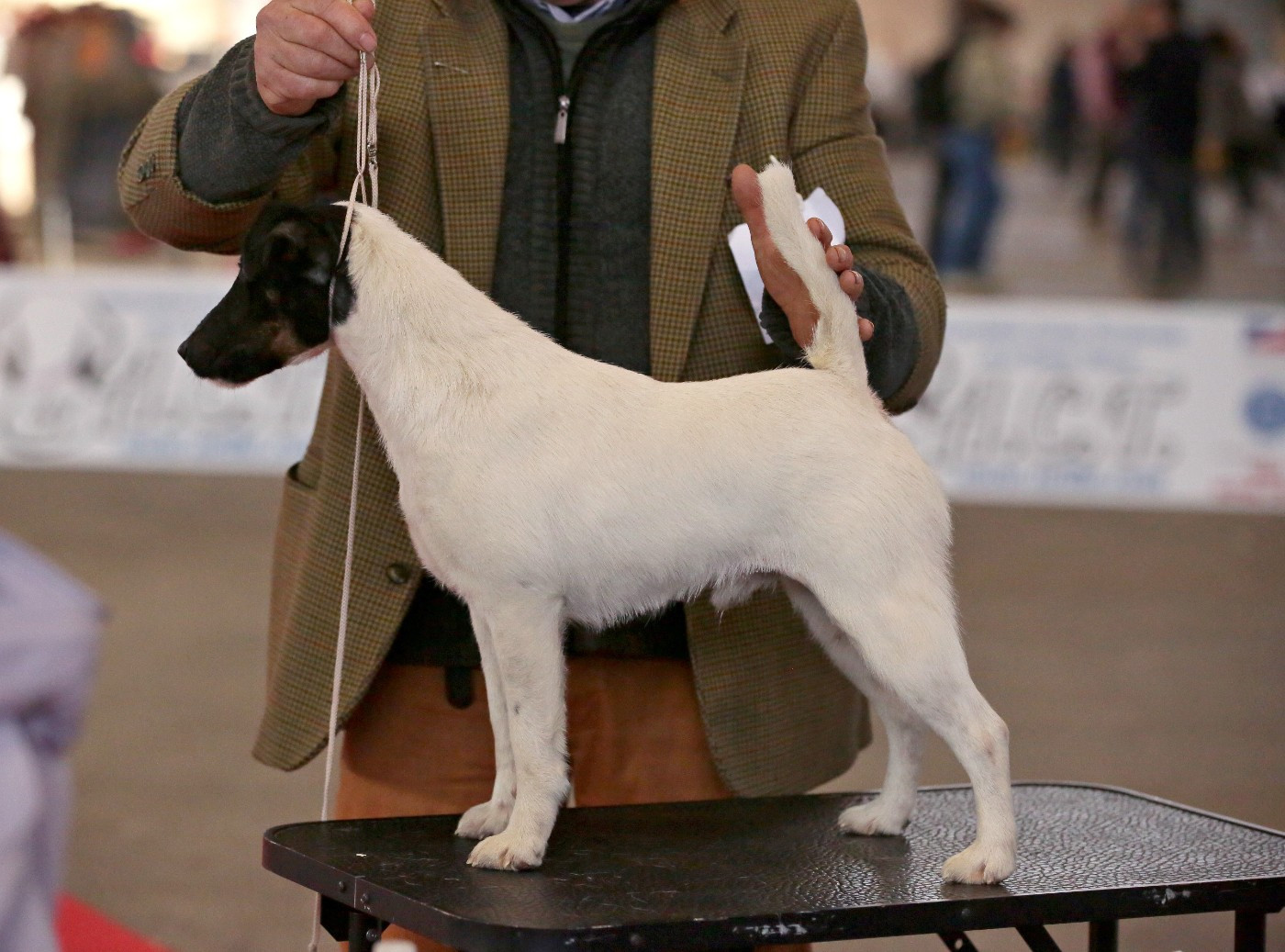 TIP TOP D AR CHAS PAOU DE LA TREVINIERE