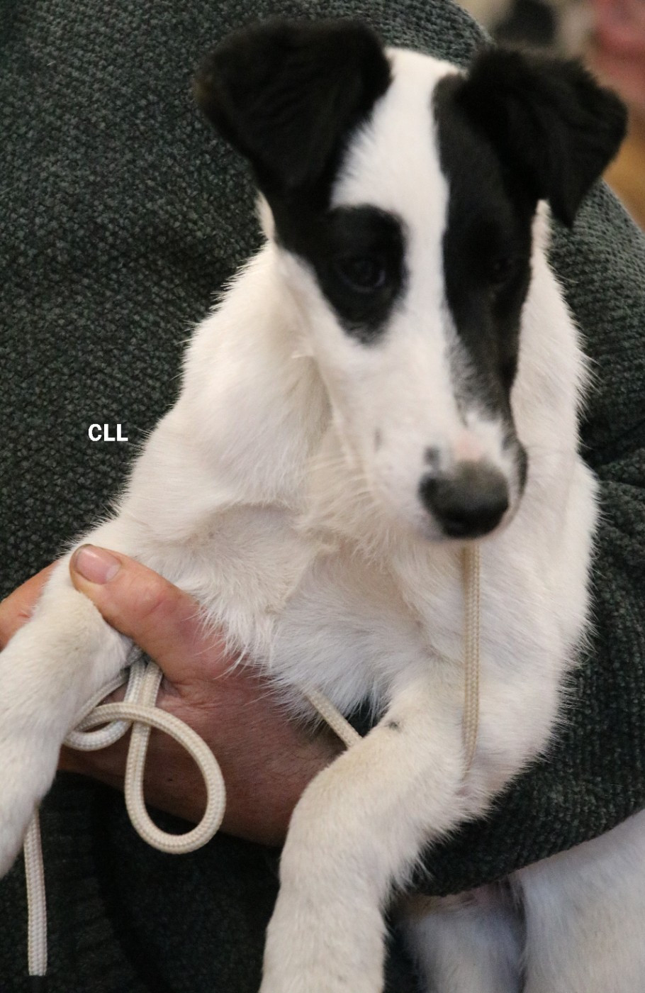 petit fox terrier a placé