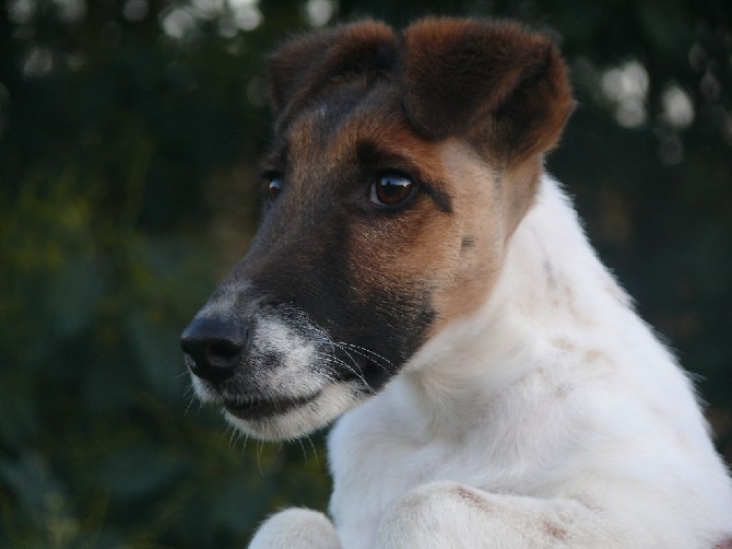 de la Treviniere - Chiot a vendre
