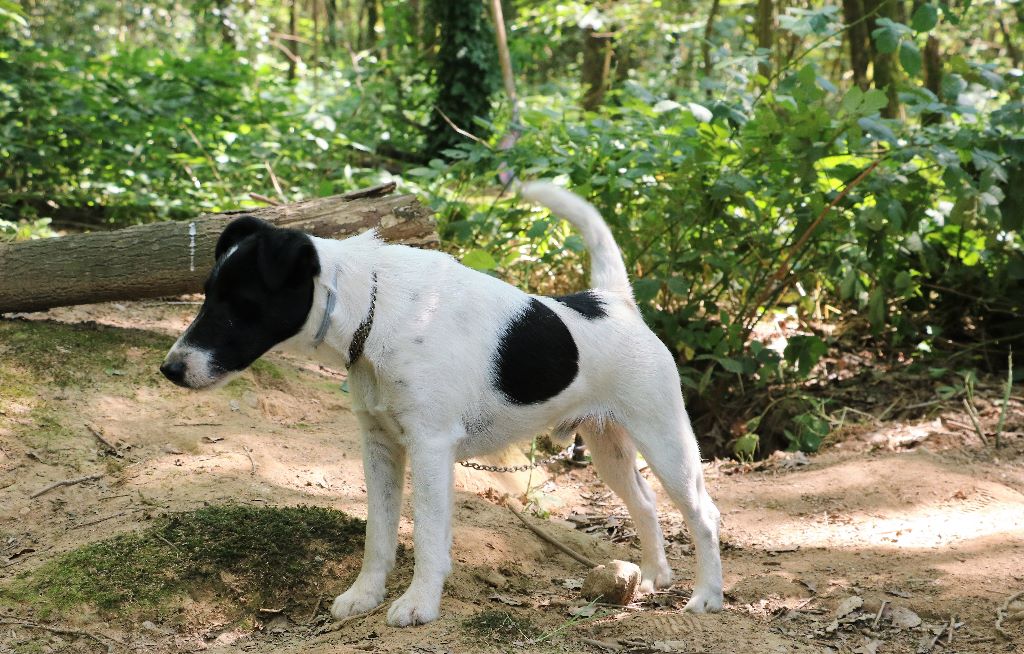 de la Treviniere - speciale fox TERRIER de BRIVE