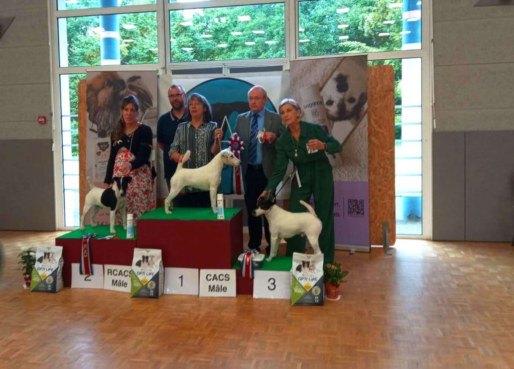 NATIONALE D'ELEVAGE DES FOX TERRIER LE 13 ET 14/09