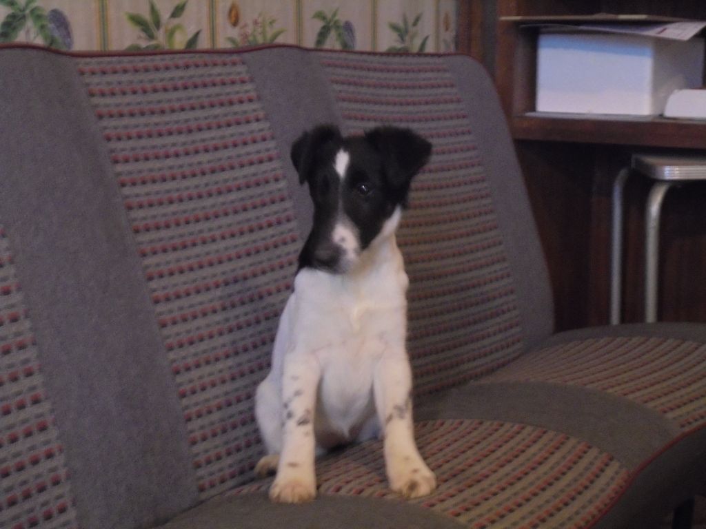 de la Treviniere - jolie petite chienne 3mois