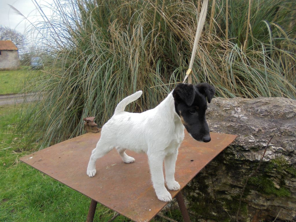 de la Treviniere - Chiot a vendre