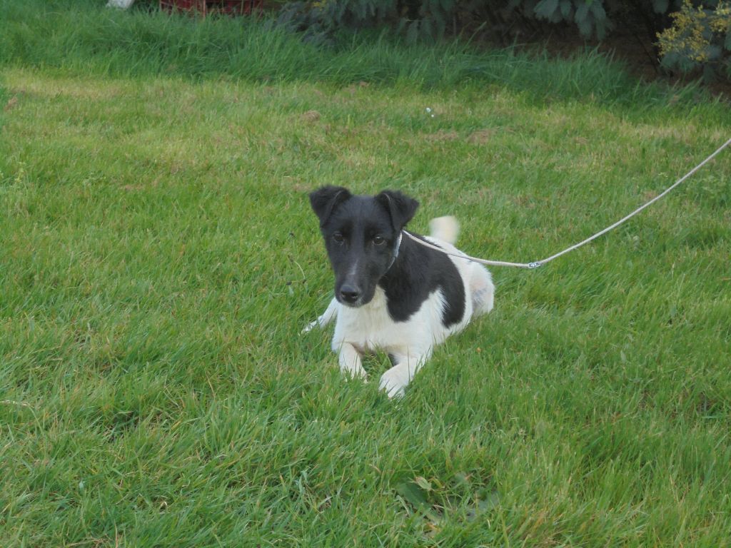 de la Treviniere - a vendre une jeune femelle de 2 ans lof