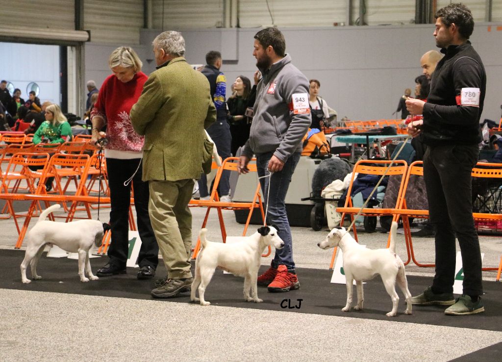 de la Treviniere - exposition canine