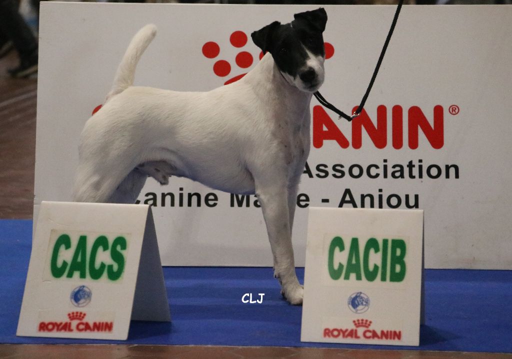 de la Treviniere - cac cacib angers 2024