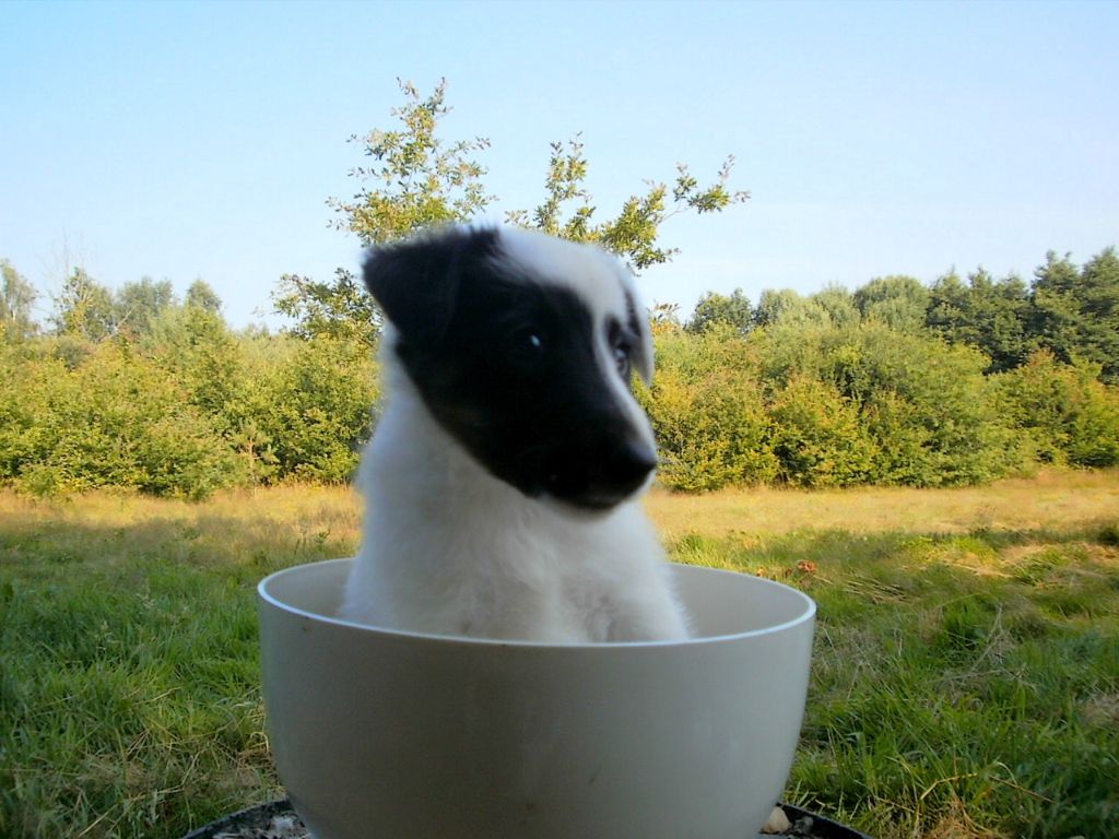 Un chien adorable