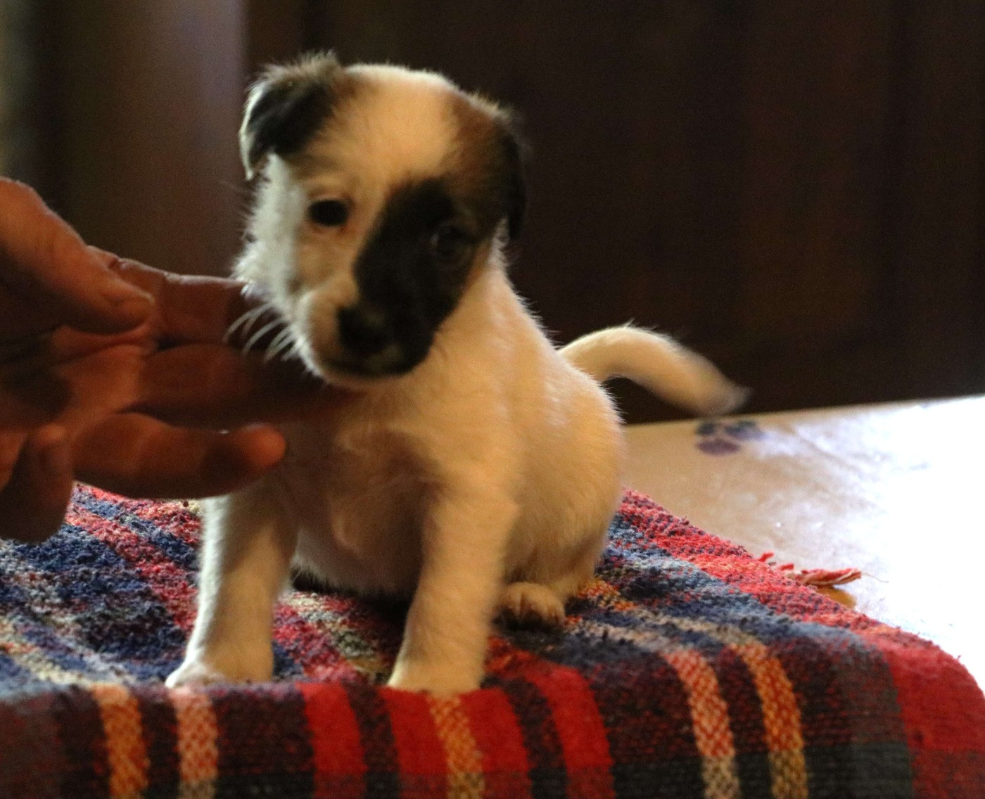de la Treviniere - Chiots disponibles - Fox Terrier Poil lisse