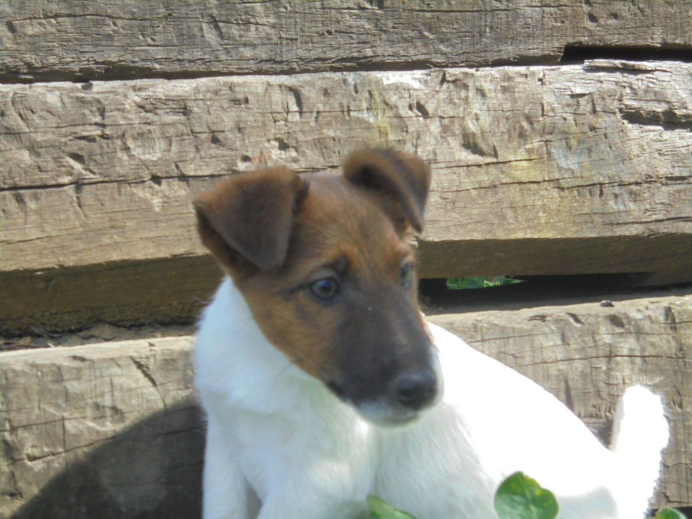 de la Treviniere - Chiots disponibles - Fox Terrier Poil lisse