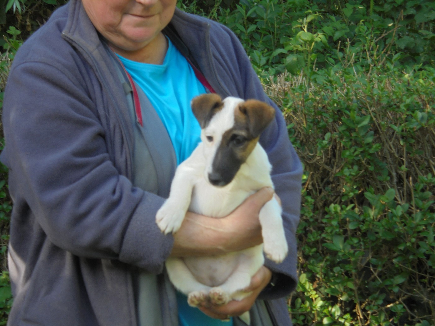de la Treviniere - Chiots disponibles - Fox Terrier Poil lisse