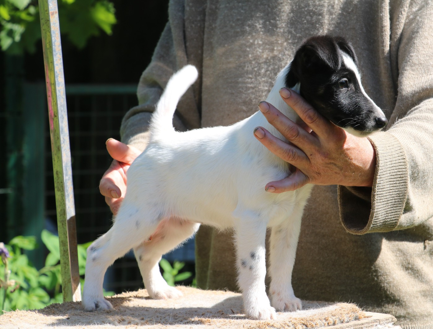 de la Treviniere - Chiots disponibles - Fox Terrier Poil lisse