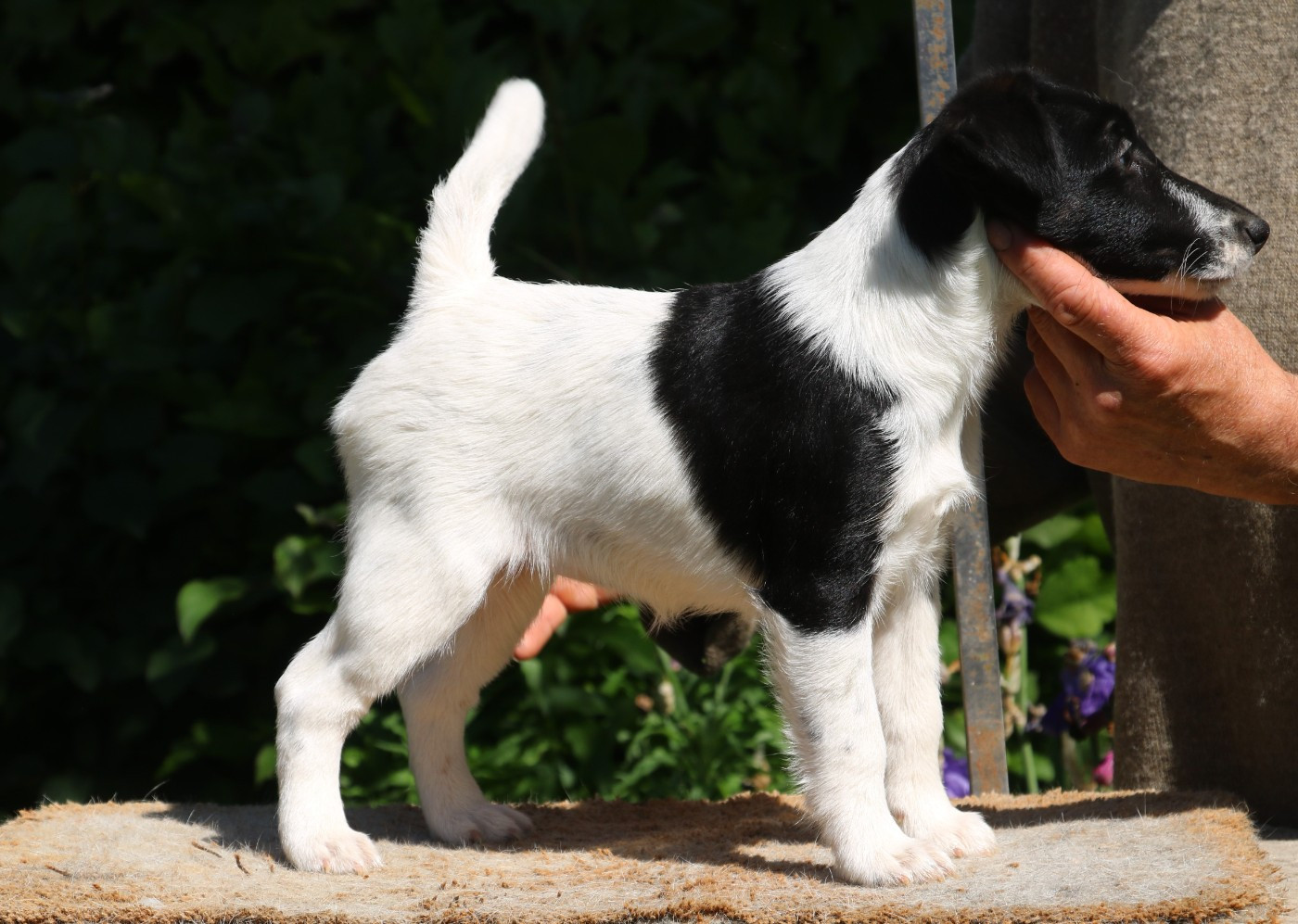 de la Treviniere - Chiots disponibles - Fox Terrier Poil lisse