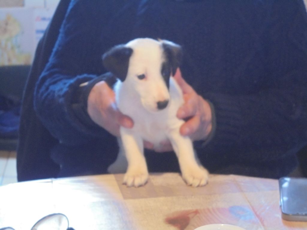 de la Treviniere - Chiots disponibles - Fox Terrier Poil lisse