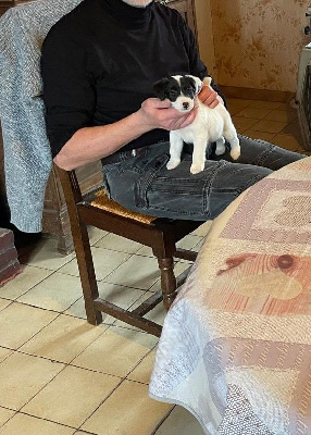CHIOT 1