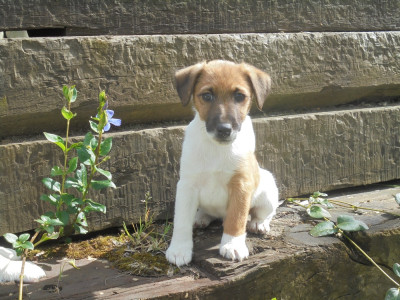 CHIOT 1