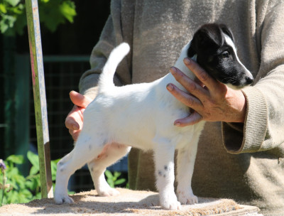 Chiot N°2baccarat