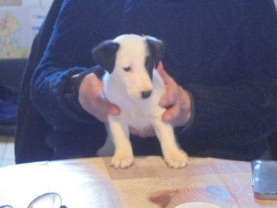 CHIOT 4