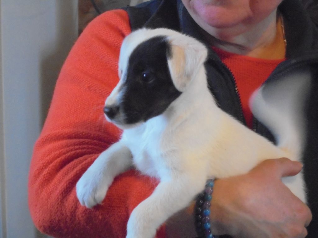 de la Treviniere - Chiots disponibles - Fox Terrier Poil lisse